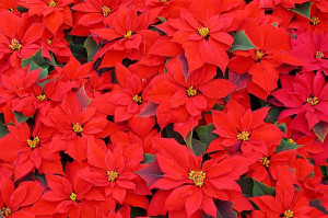 poinsettia-xmas-2015