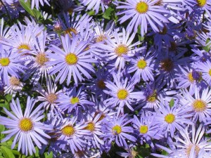 Αστερ Aster